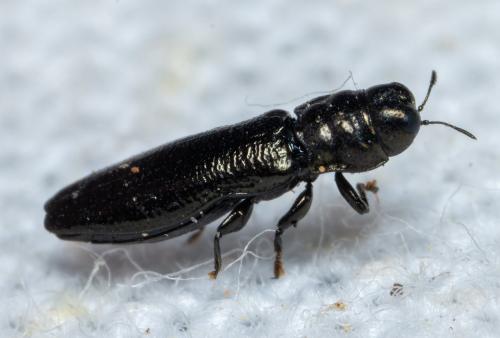 Aphanisticus emarginatus